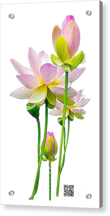 Tulipan - Acrylic Print