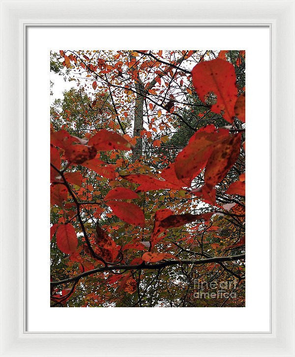 Framed Print - Autumn Leaves In Red