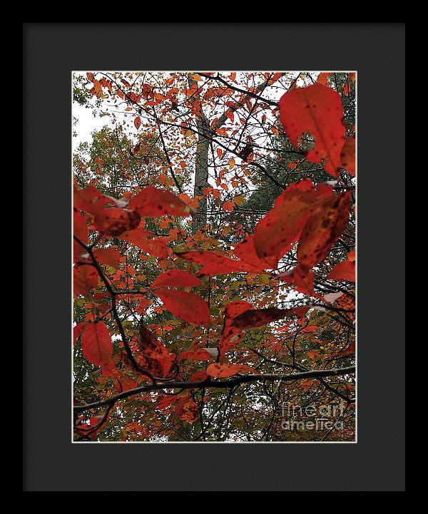 Framed Print - Autumn Leaves In Red