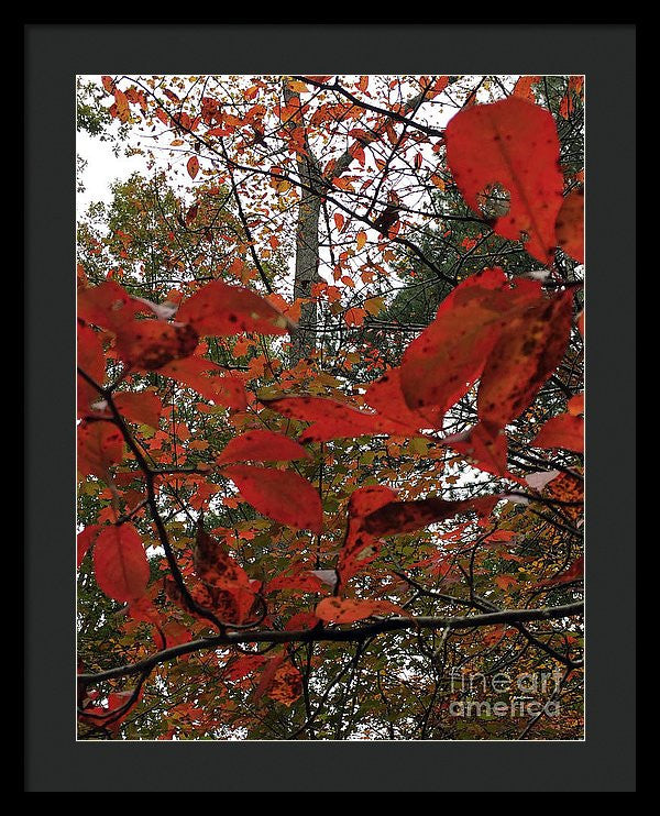 Framed Print - Autumn Leaves In Red