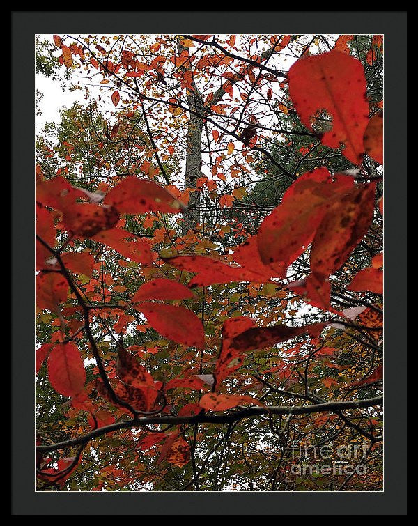 Framed Print - Autumn Leaves In Red