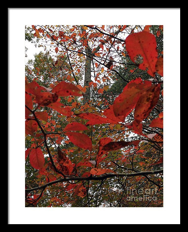 Framed Print - Autumn Leaves In Red