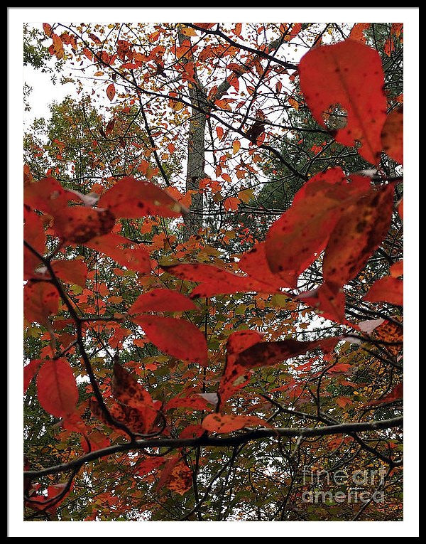 Framed Print - Autumn Leaves In Red