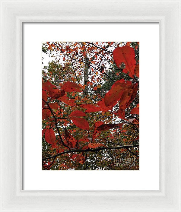 Framed Print - Autumn Leaves In Red