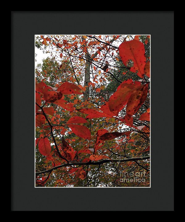 Framed Print - Autumn Leaves In Red