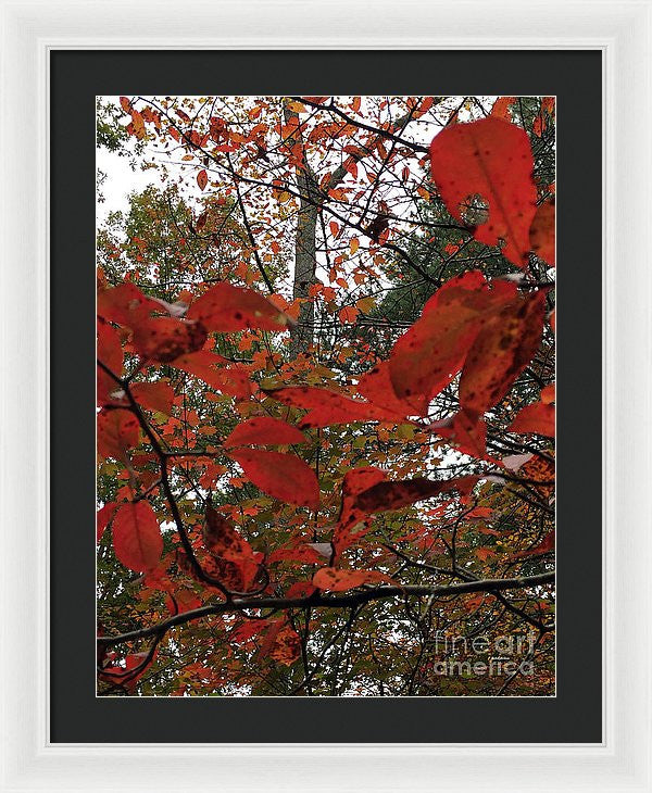 Framed Print - Autumn Leaves In Red