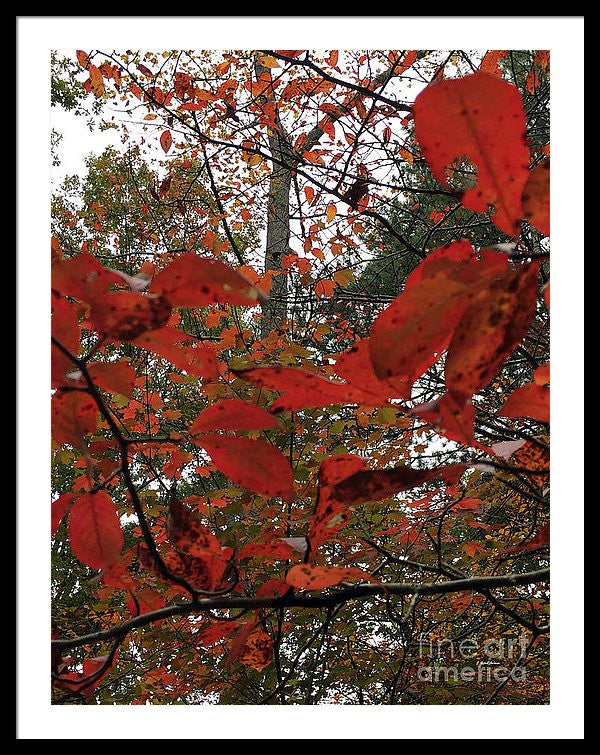 Framed Print - Autumn Leaves In Red