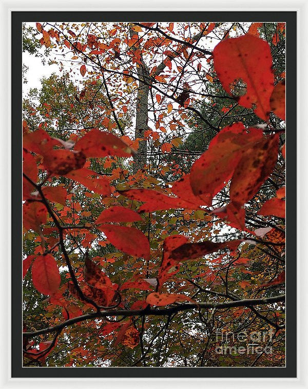 Framed Print - Autumn Leaves In Red