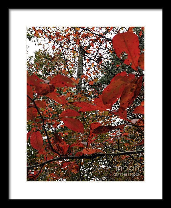 Framed Print - Autumn Leaves In Red