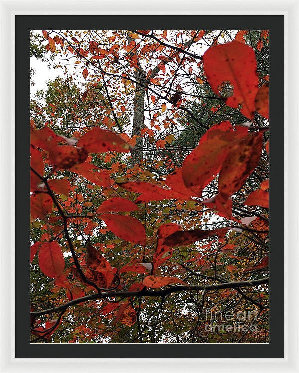 Framed Print - Autumn Leaves In Red