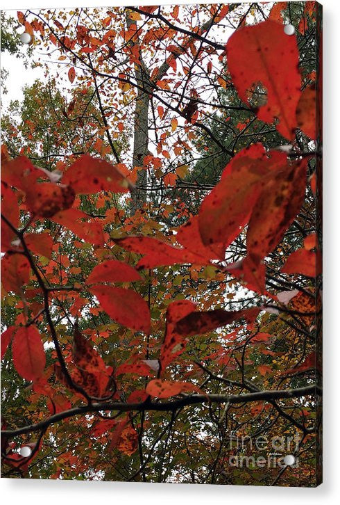 Acrylic Print - Autumn Leaves In Red