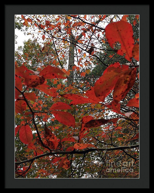 Framed Print - Autumn Leaves In Red