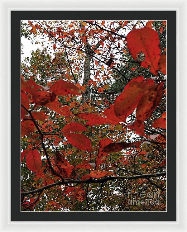 Framed Print - Autumn Leaves In Red