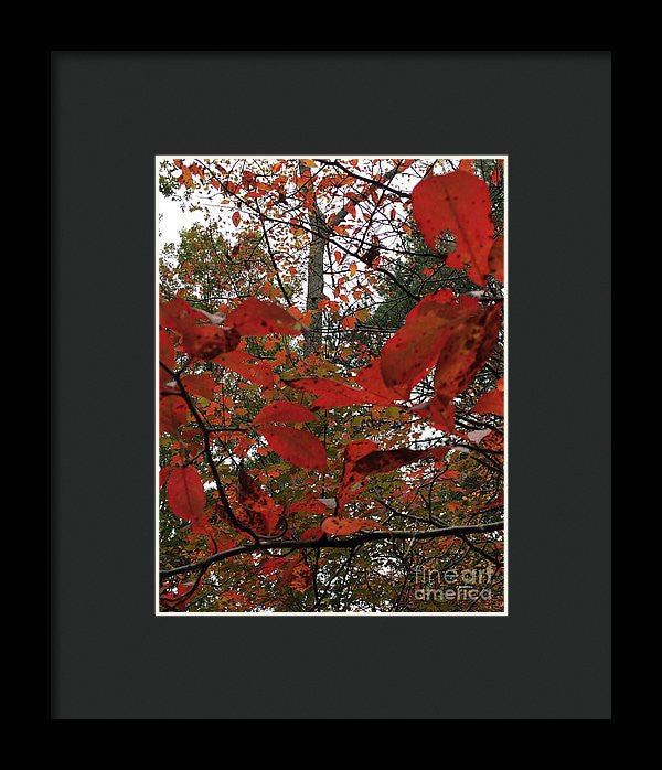 Framed Print - Autumn Leaves In Red