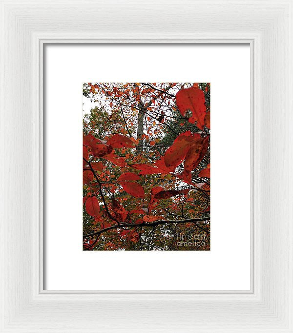 Framed Print - Autumn Leaves In Red