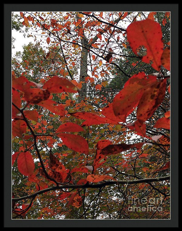 Framed Print - Autumn Leaves In Red