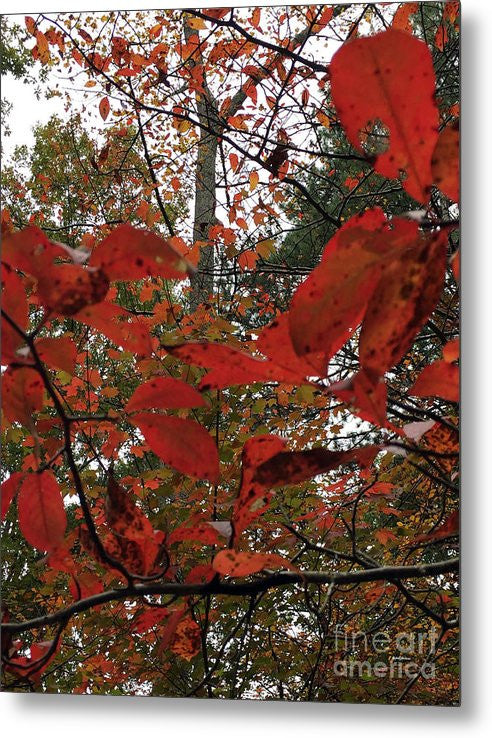 Metal Print - Autumn Leaves In Red