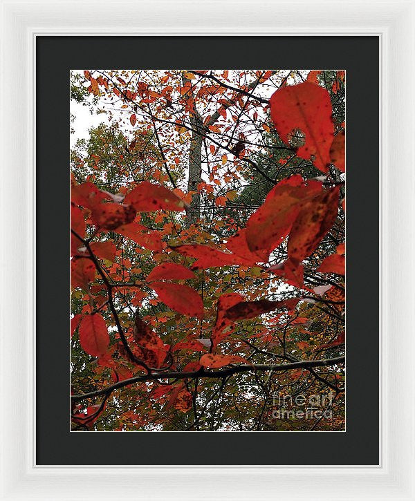 Framed Print - Autumn Leaves In Red