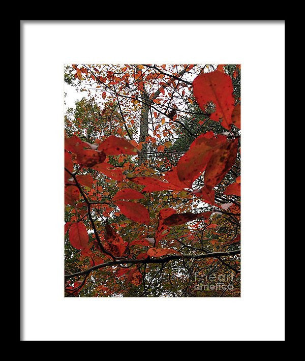 Framed Print - Autumn Leaves In Red