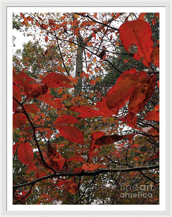 Framed Print - Autumn Leaves In Red