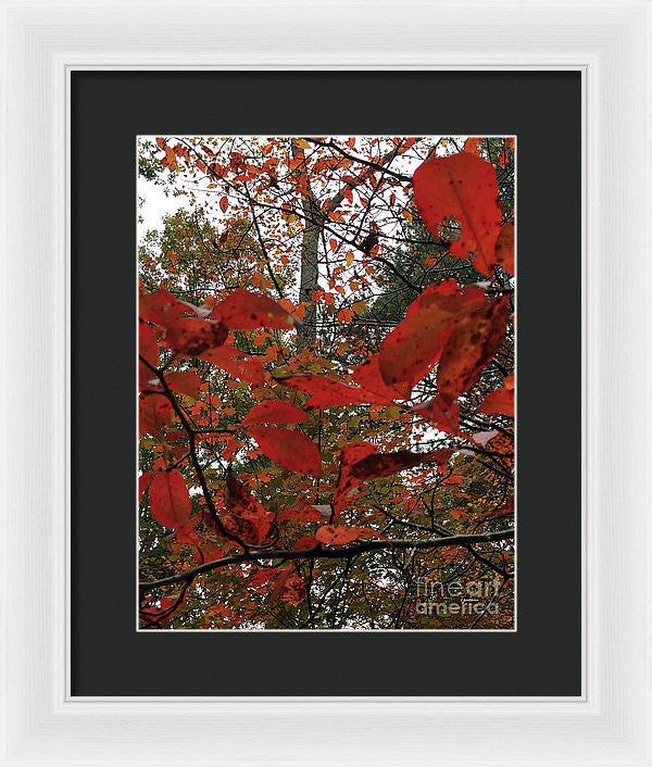 Framed Print - Autumn Leaves In Red