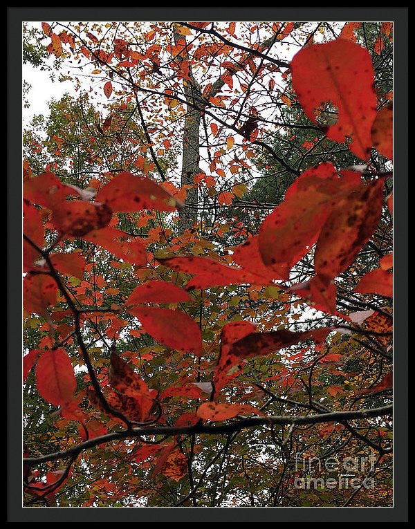 Framed Print - Autumn Leaves In Red