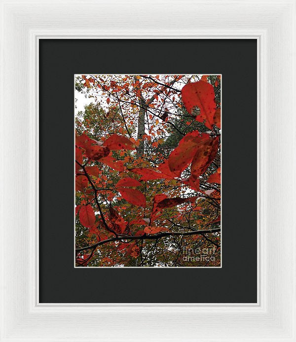 Framed Print - Autumn Leaves In Red