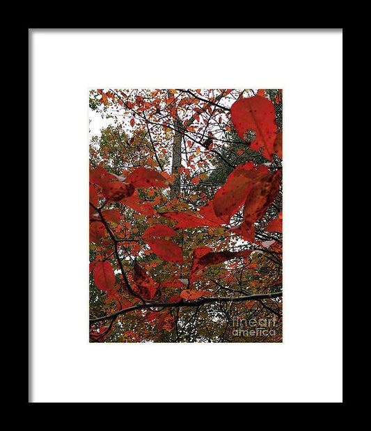 Framed Print - Autumn Leaves In Red