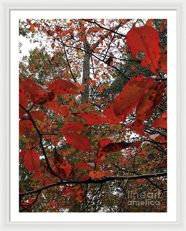 Framed Print - Autumn Leaves In Red