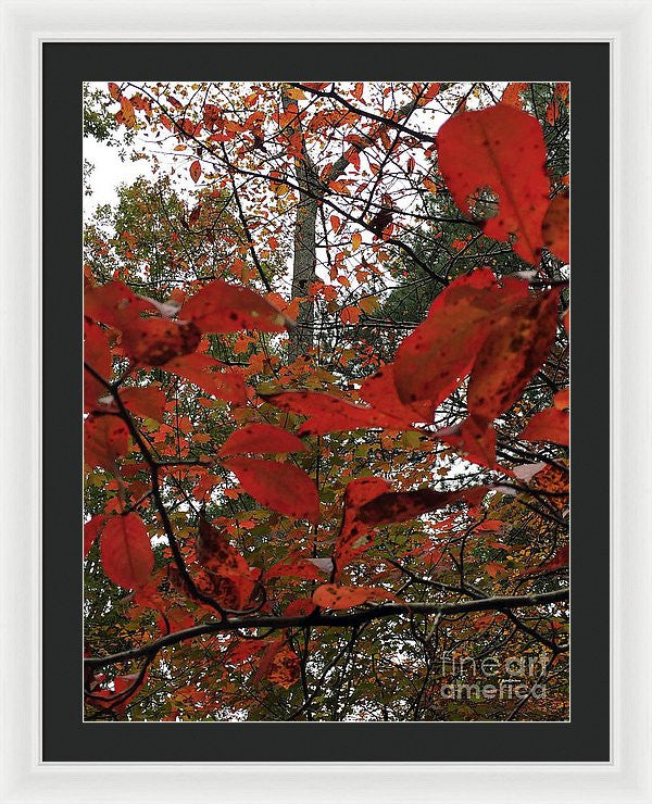 Framed Print - Autumn Leaves In Red