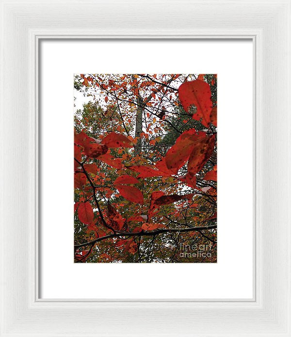 Framed Print - Autumn Leaves In Red