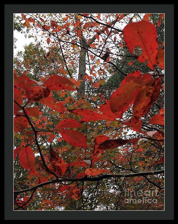 Framed Print - Autumn Leaves In Red