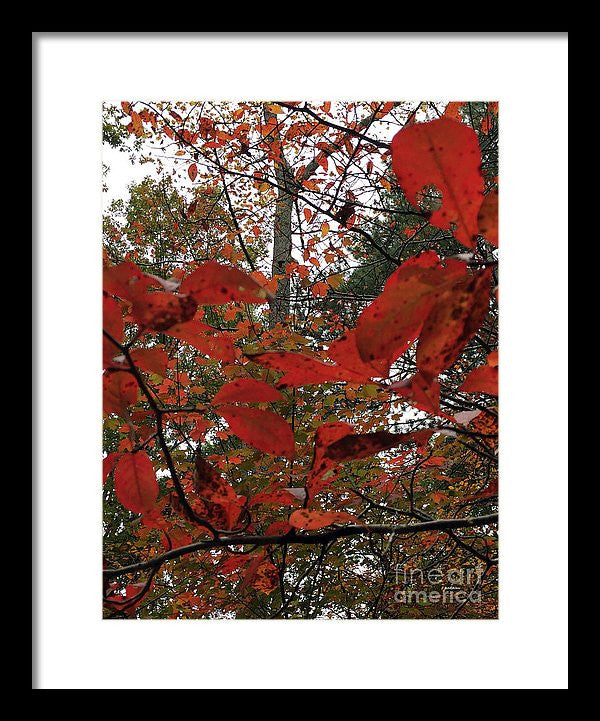 Framed Print - Autumn Leaves In Red