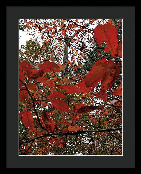 Framed Print - Autumn Leaves In Red