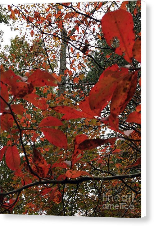 Canvas Print - Autumn Leaves In Red