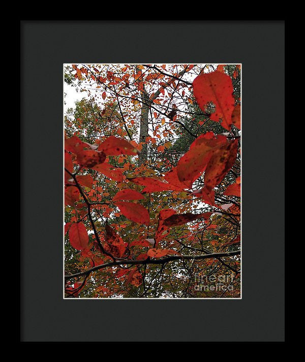 Framed Print - Autumn Leaves In Red