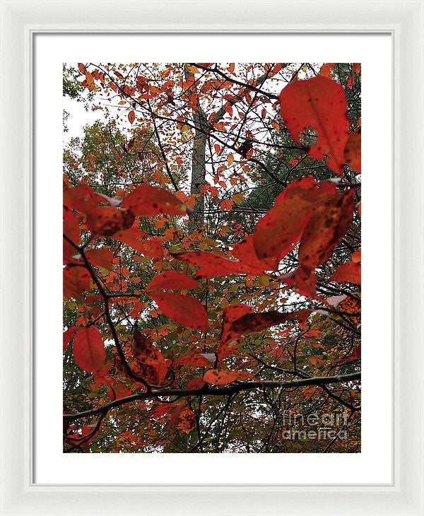 Framed Print - Autumn Leaves In Red