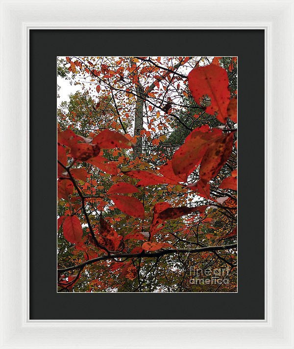 Framed Print - Autumn Leaves In Red