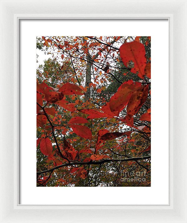 Framed Print - Autumn Leaves In Red