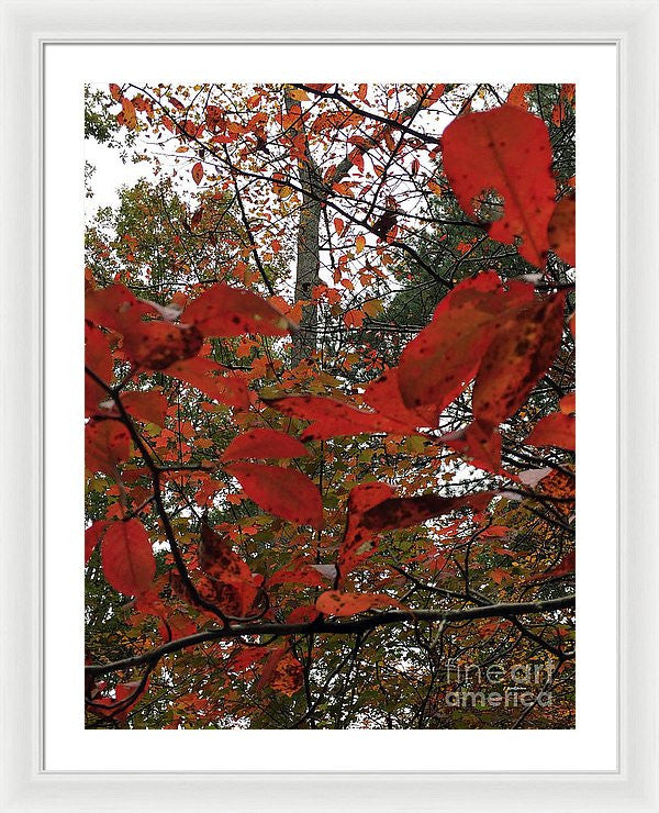 Framed Print - Autumn Leaves In Red