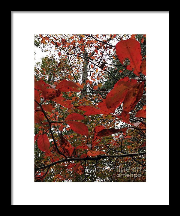 Framed Print - Autumn Leaves In Red