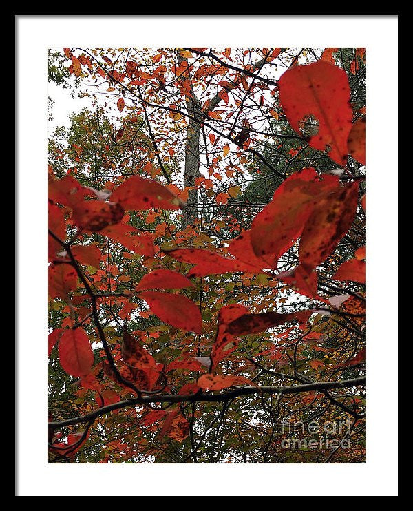 Framed Print - Autumn Leaves In Red