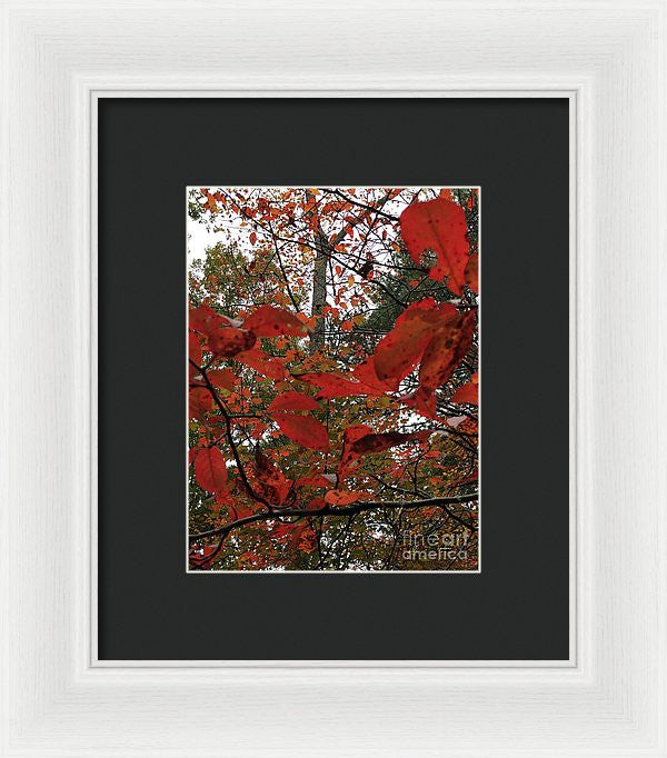 Framed Print - Autumn Leaves In Red