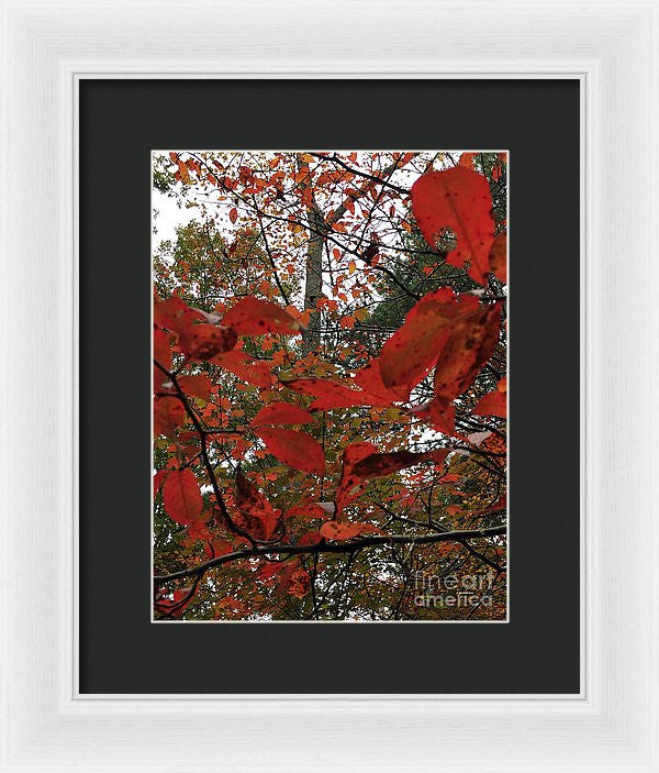 Framed Print - Autumn Leaves In Red