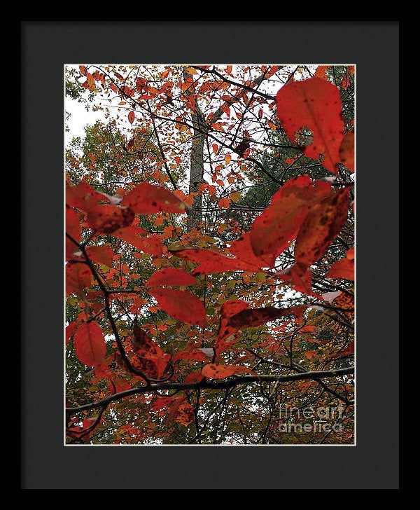 Framed Print - Autumn Leaves In Red