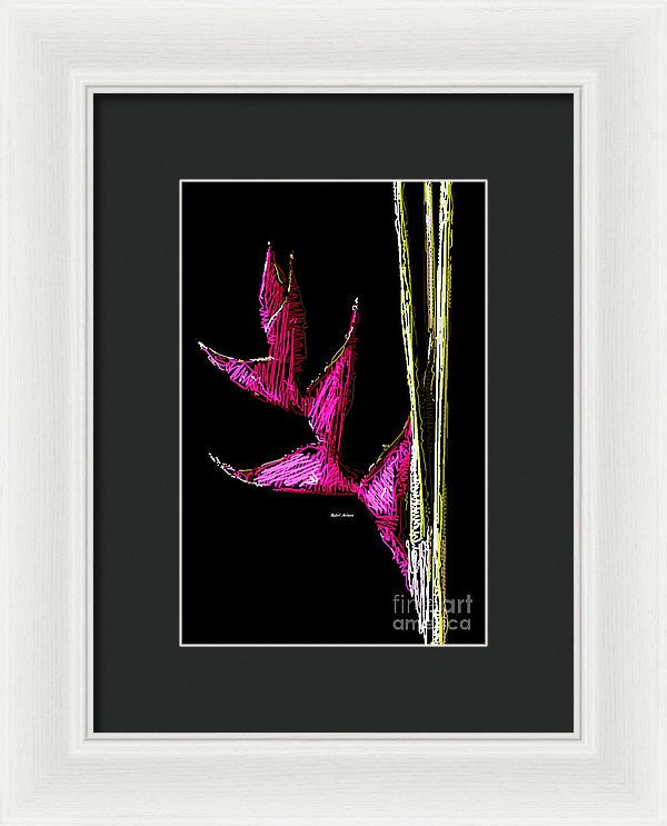 Framed Print - Birds Of Paradise