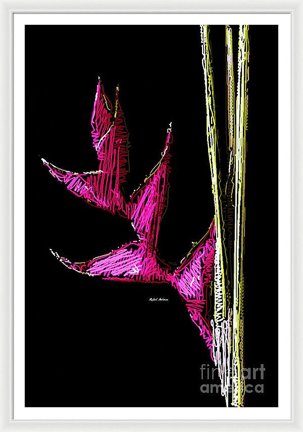 Framed Print - Birds Of Paradise