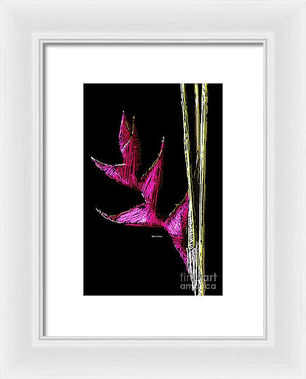 Framed Print - Birds Of Paradise