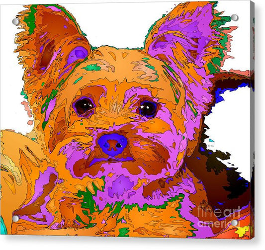 Impression sur acrylique - Buddy le bébé. Série Animaux de compagnie