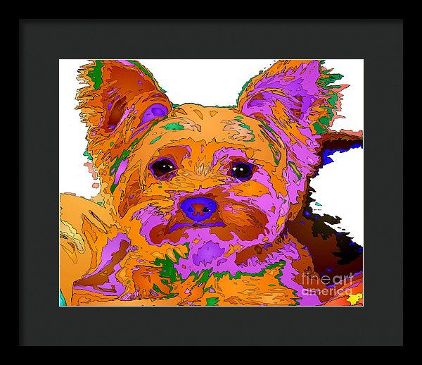 Framed Print - Buddy The Baby. Pet Series